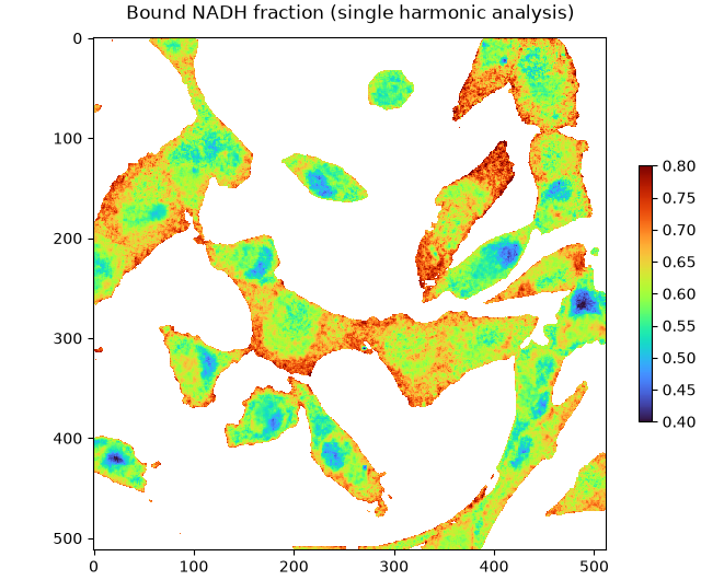 Bound NADH fraction (single harmonic analysis)