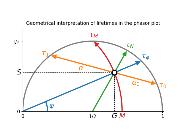Geometrical interpretation of lifetimes in the phasor plot