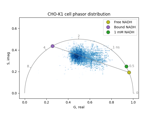 CHO-K1 cell phasor distribution