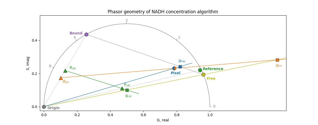 Phasor geometry of NADH concentration algorithm