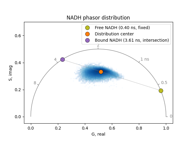 NADH phasor distribution