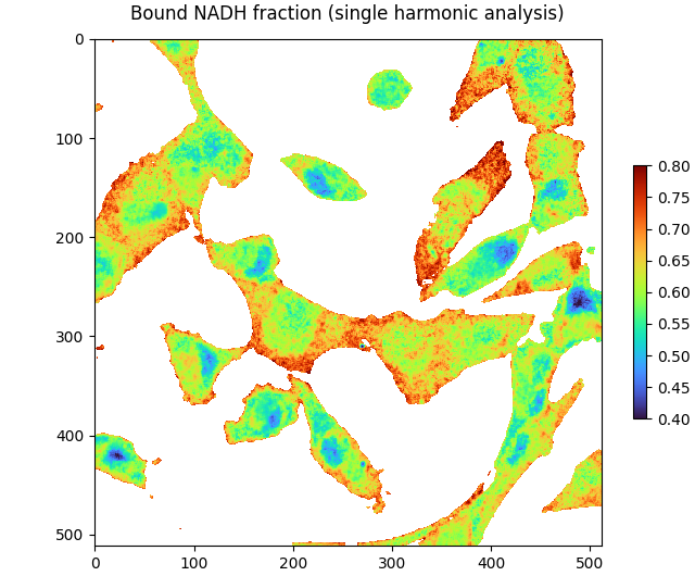 Bound NADH fraction (single harmonic analysis)